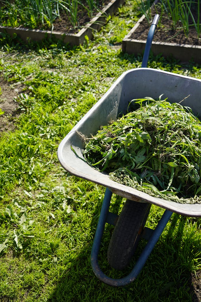 A wheelbarrow filled with fresh cut leaves in a garden during daylight.