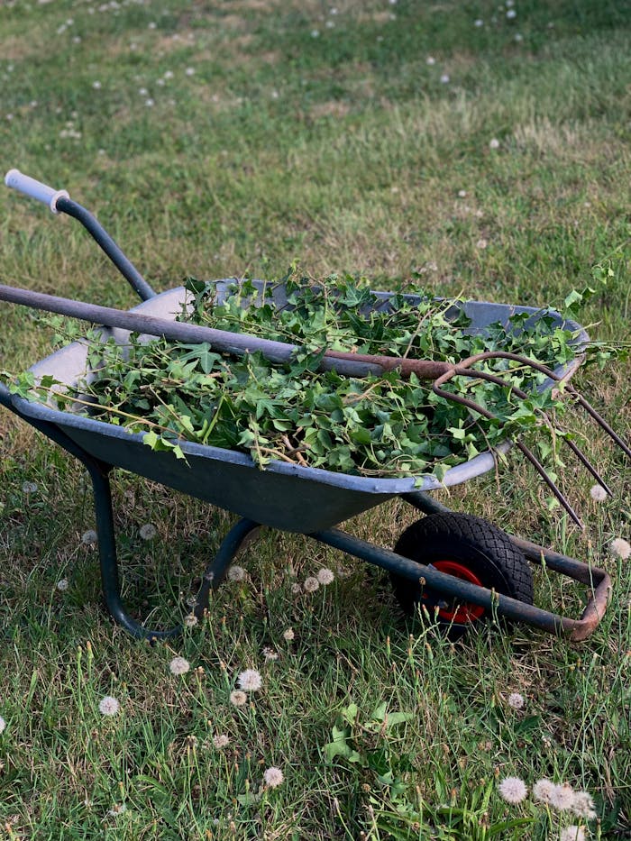A wheelbarrow filled with garden weeds and a pitchfork on grassy terrain.