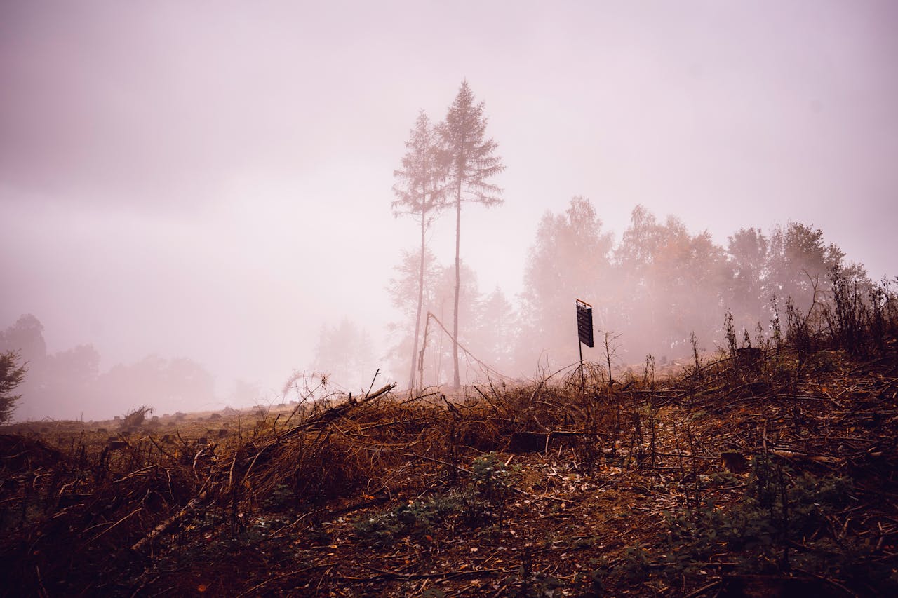 A tranquil foggy landscape scene featuring silhouetted trees and a mysterious atmosphere.